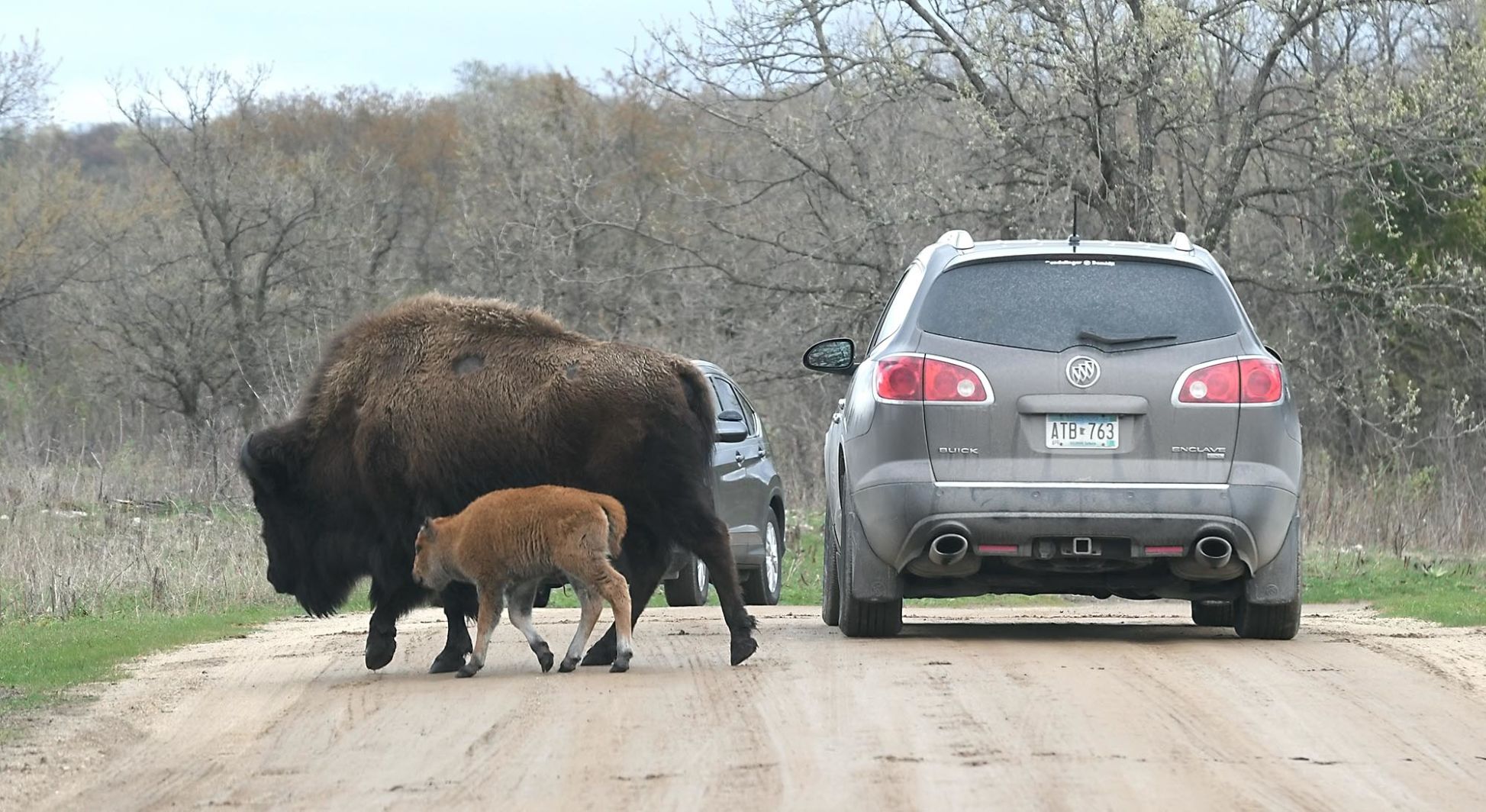 Bison babies 4